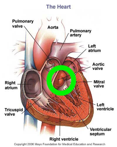 heart diagram quiz. heart-diagram.jpg